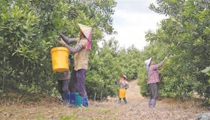 一颗坚果撬动7亿产业