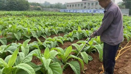 河南渑池：“豆浆”灌根沃土香