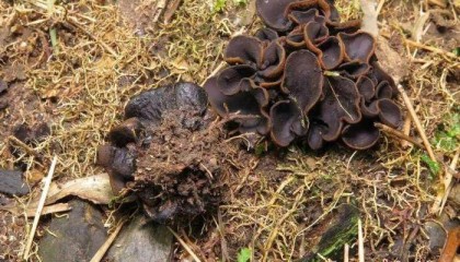 广西发现大型真菌新物种花坪暗盘菌