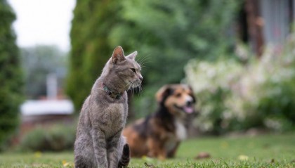女子屋内饲养多只猫狗被邻居起诉要求迁出并赔2.8万 二审判了：限养3只猫1只狗