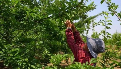 息县：“小坚果”蹚出致富“新路子”