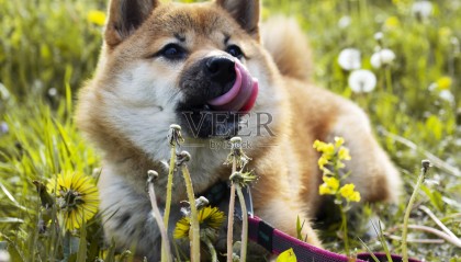 DOGECOIN(dogecoin狗狗币行情)