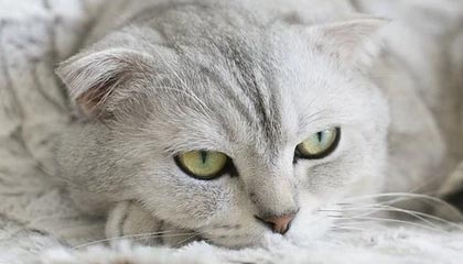 浙江辰越电子科技有限公司成立,注册资本1000万人民币