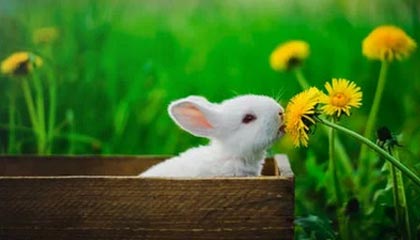 埃及总理见证 | 天合光能与AMEA Power和浙江火电携手部署超300MWh...