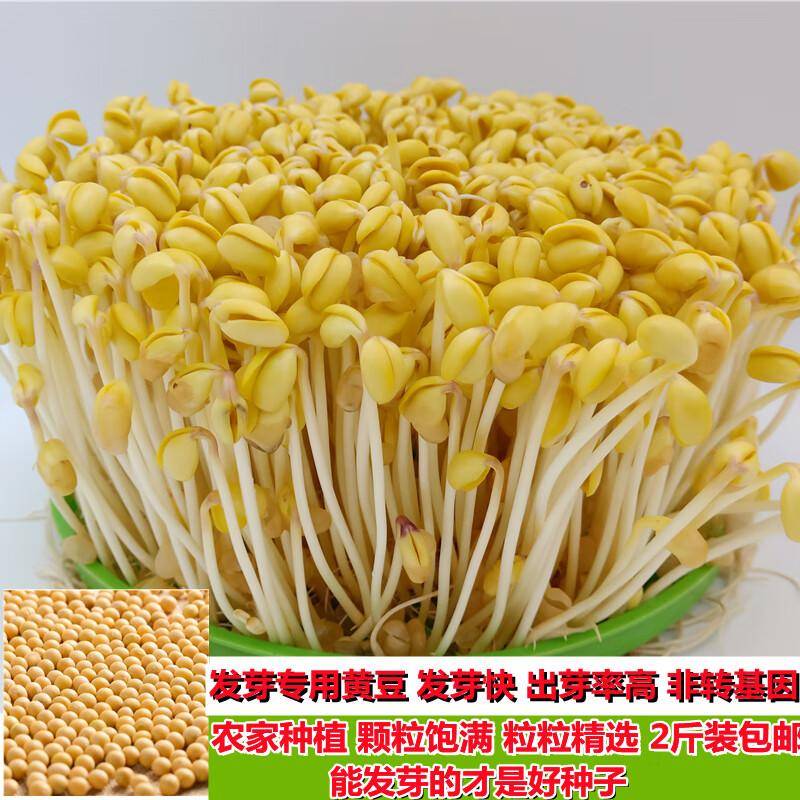 从发芽到豆浆：精选黄豆的全能厨房革命