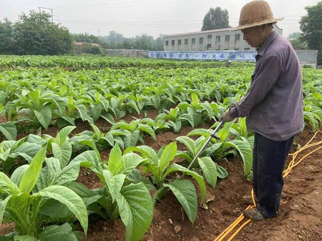 河南渑池：“豆浆”灌根沃土香