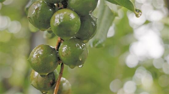 一颗坚果撬动7亿产业