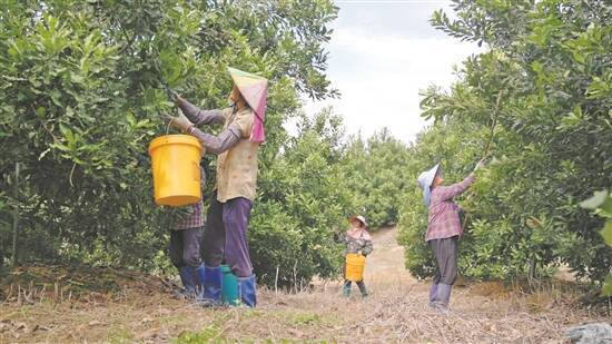 一颗坚果撬动7亿产业