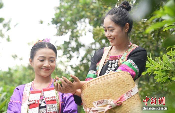 云南镇康43万亩坚果迎丰收