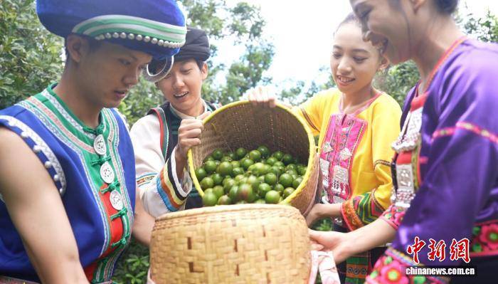 云南镇康43万亩坚果迎丰收