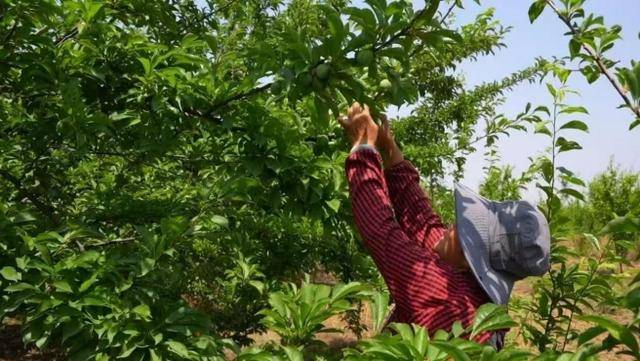 息县:“小坚果”蹚出致富“新路子”