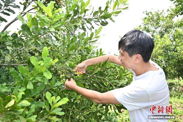 广东佛山:澳洲坚果进入成熟采摘期