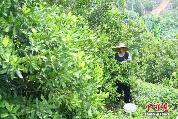 广东佛山:澳洲坚果进入成熟采摘期