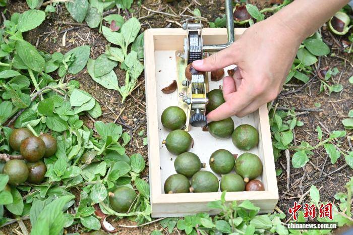 广东佛山:澳洲坚果进入成熟采摘期