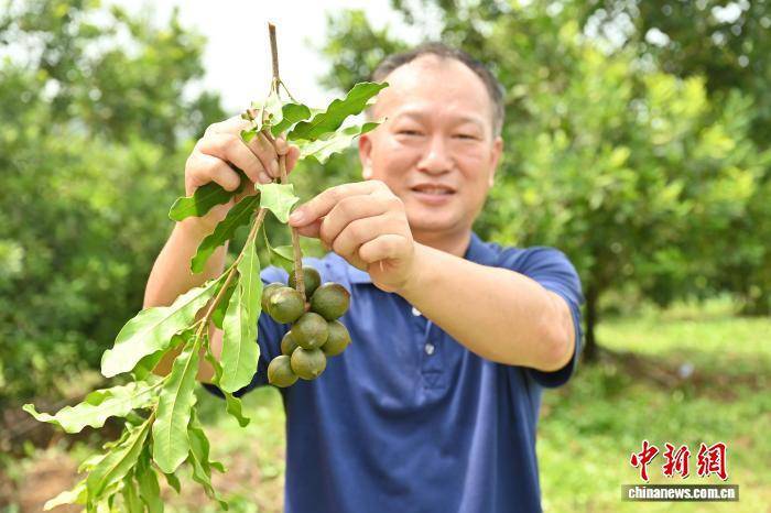 广东佛山:澳洲坚果进入成熟采摘期