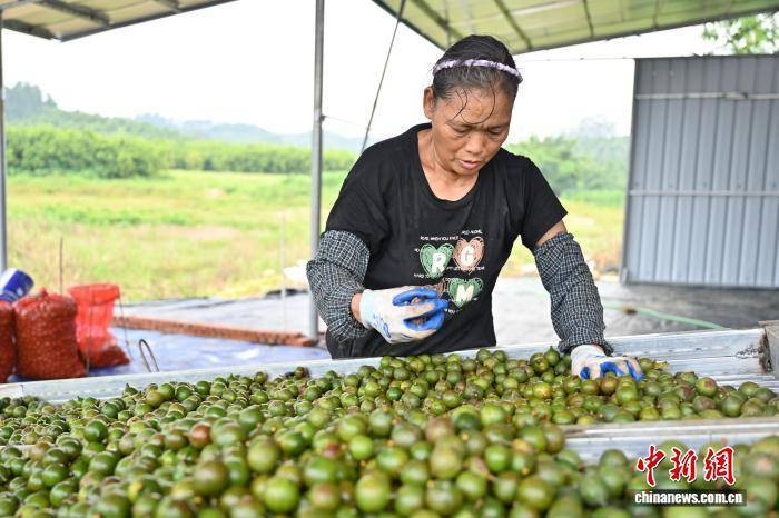 广东佛山:澳洲坚果进入成熟采摘期