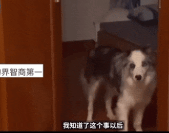 流浪狗回家两天遭邻居投诉，狗主人力挺自家毛孩子，第二天却收了份“大惊喜”，本以为邻居是厌狗，没想到真相出乎意料…
