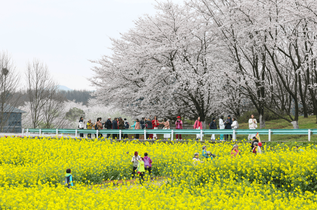 3月22日起 贵安樱花园入园保障服务工作将停止