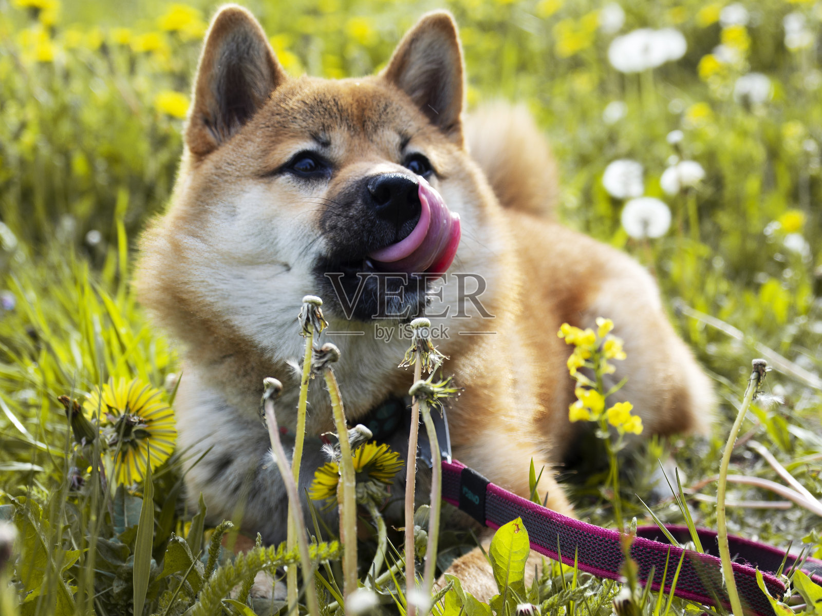 DOGECOIN(dogecoin狗狗币行情)